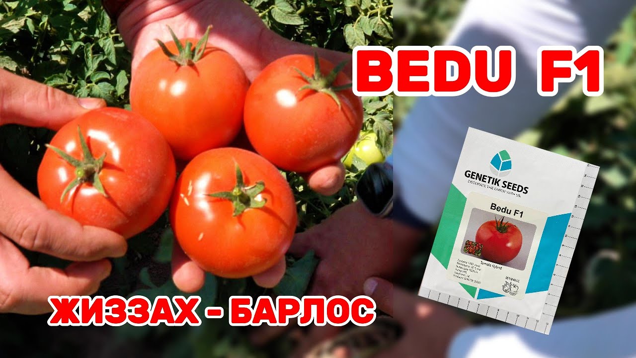 BEDU F1 Жиззах, Барлос   +998 99 888-97-77