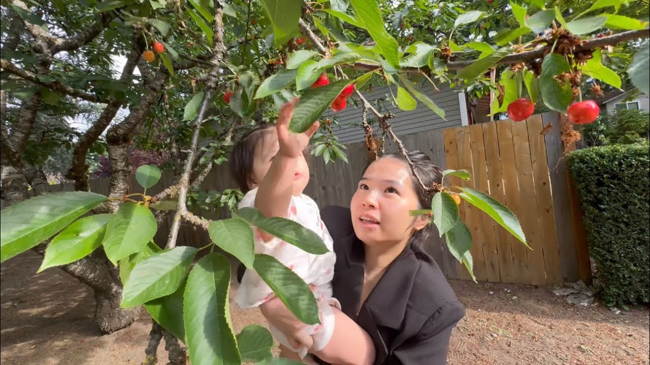 RA VƯỜN NHÀ MỚI HÁI CHERRY TRĨU QUẢ CHÍN MỌNG SIÊU NGON NGỌT