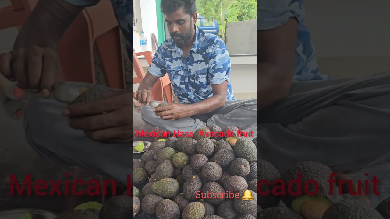 #Mexican Hass Avocado fruit.                      #Sujatha Avocado Nursery 🥑 6363 874 224