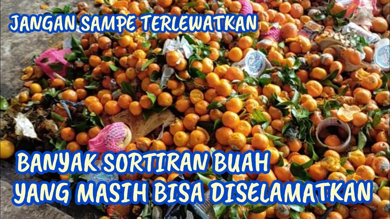 MENYELAMATKAN SORTIRAN BUAH PEPAYA CALIFORNIA & JERUK SANTANG MADU 🍯🤤🤤🤤