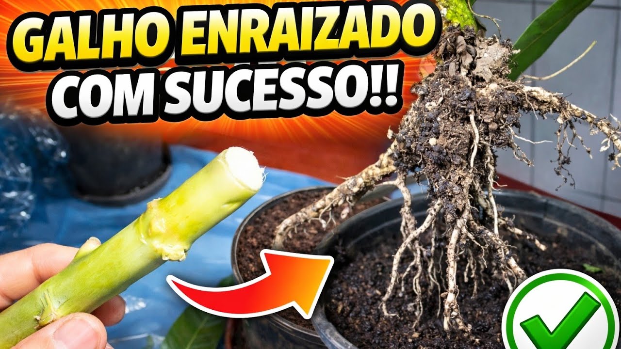 GALHO ENRAIZADO COM SUCESSO!!
