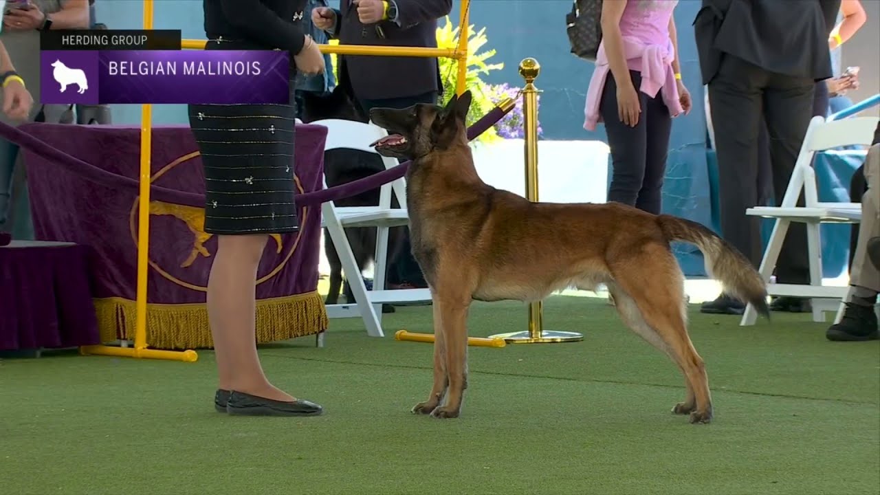 Belgian Malinois | Breed Judging 2023