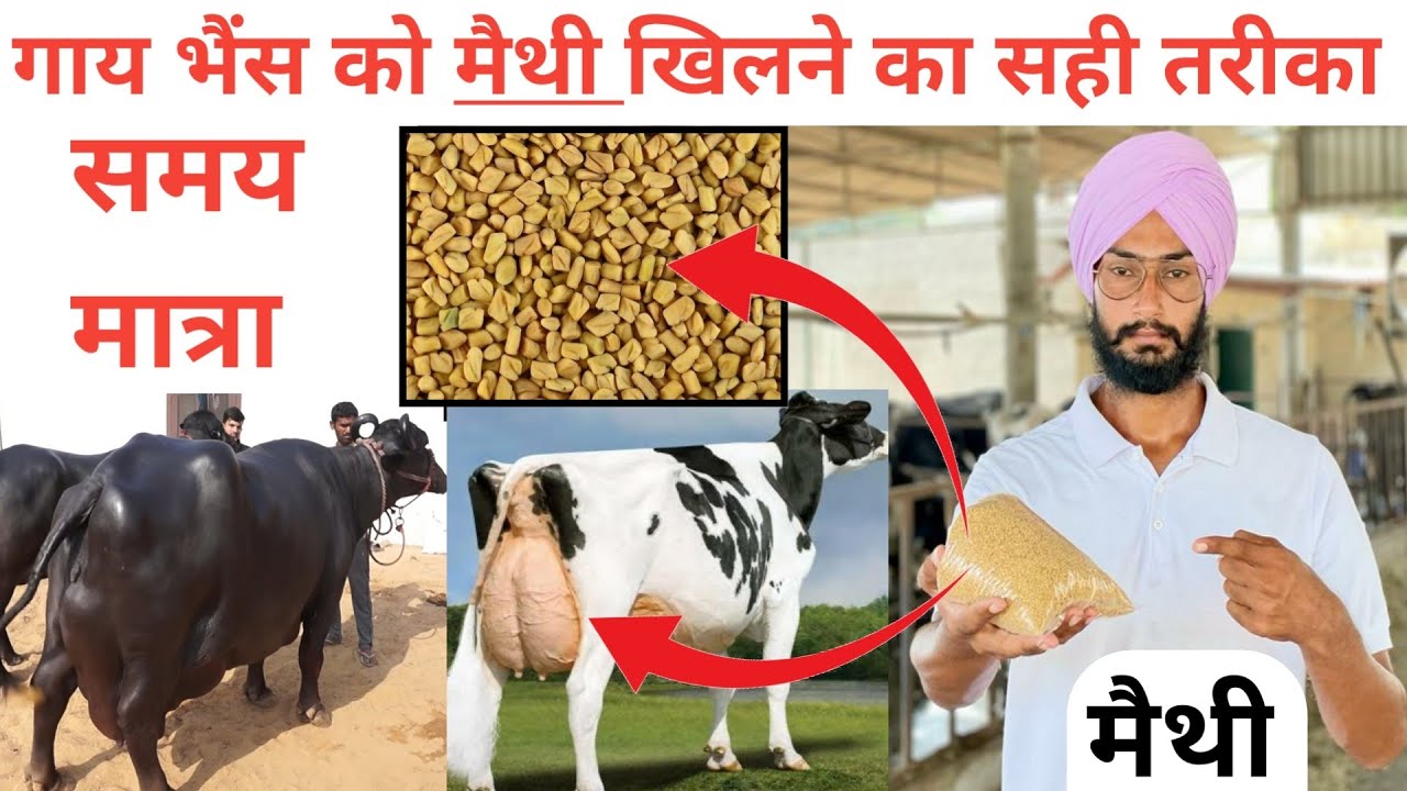 गाय भैंस को मैथी खिलाने का सही तरीका ।pashu ko methi dana khane ke fayde part-2 । Veer dairy farm ।