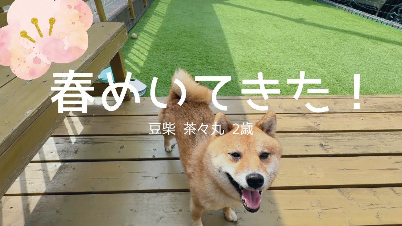 【豆柴 茶々丸 2歳】まもなく春だなと感じる柴犬