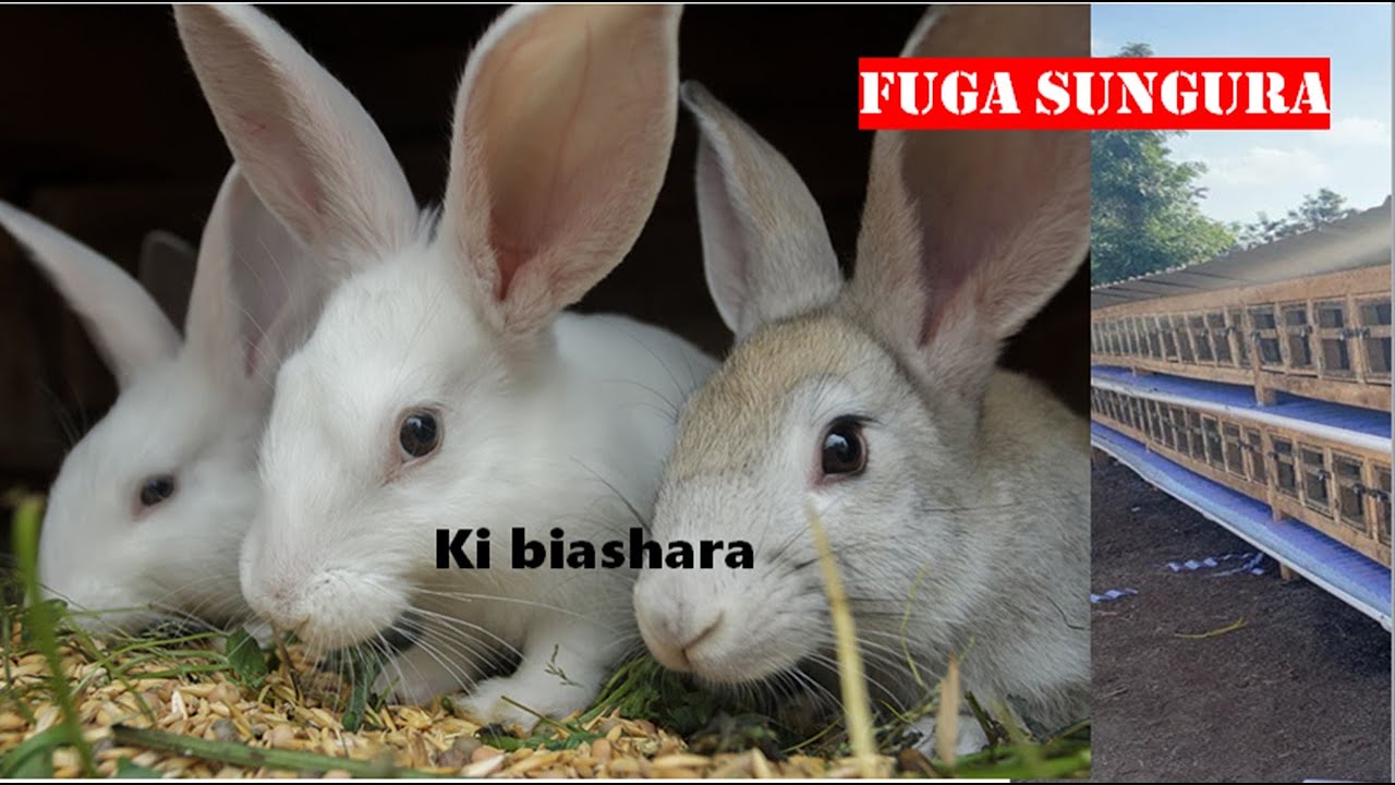 UFUGAJI WA SUNGURA KIBIASHARA:jipatie sungura wakubwa bora kwa bei nafuu sana