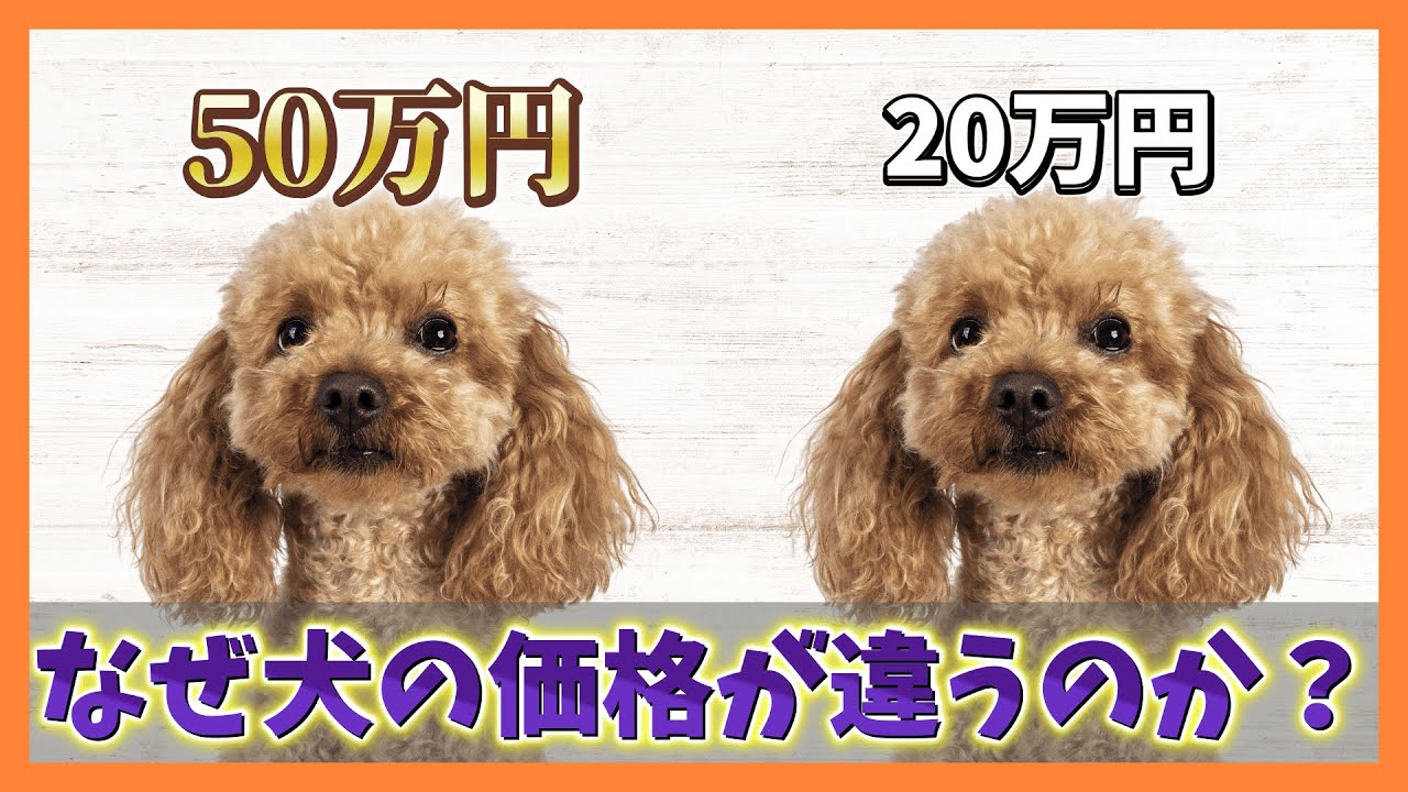 同じ犬なのになぜ価格が違う？