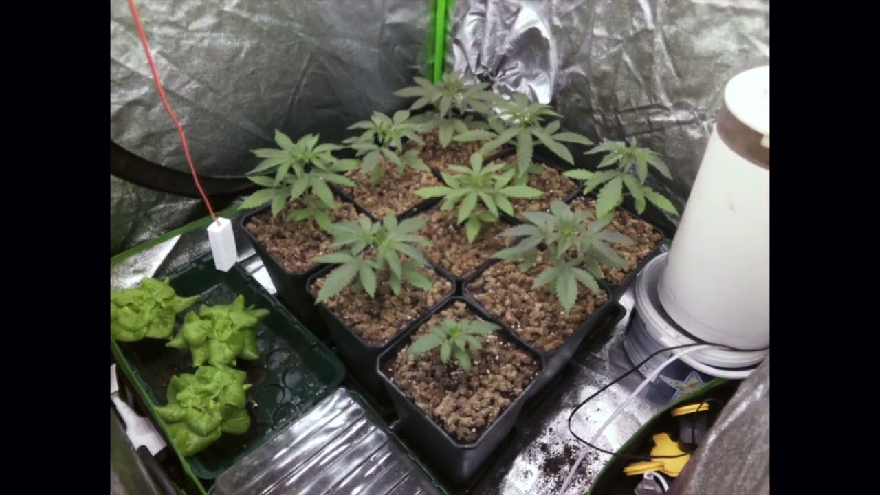 Biscotti Mintz croissance compl&egrave;te.