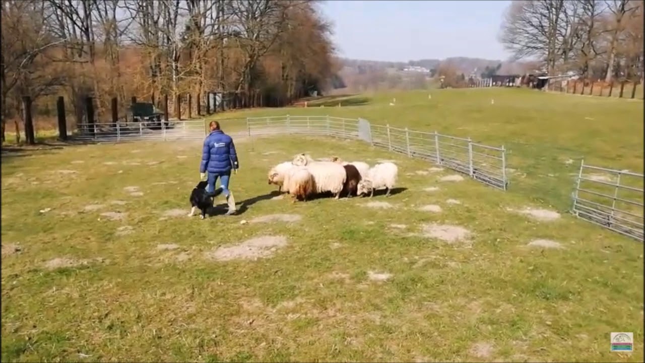 Gael lernt Schafe h&uuml;ten #2: Nicola flop, Larissa top | Border Collie Hund | ungeschickt schwierig