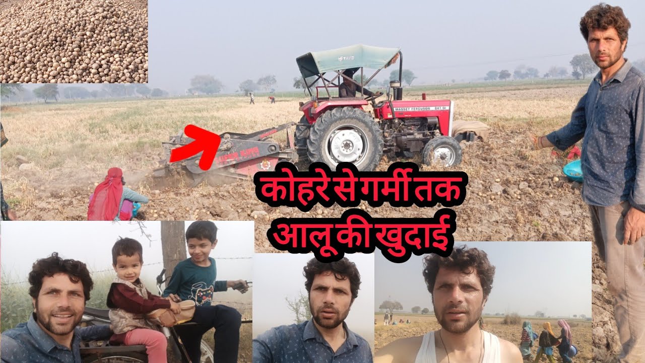 सुबह कोहरा, दिन में गर्मी 😲 फिर भी खेत में आलू की खुदाई