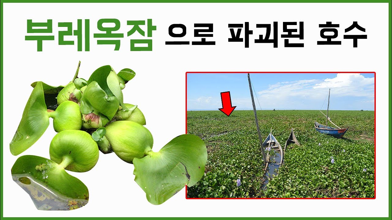 수질정화식물 부레옥잠에 의해 파괴된 빅토리아 호수 ㄷㄷ