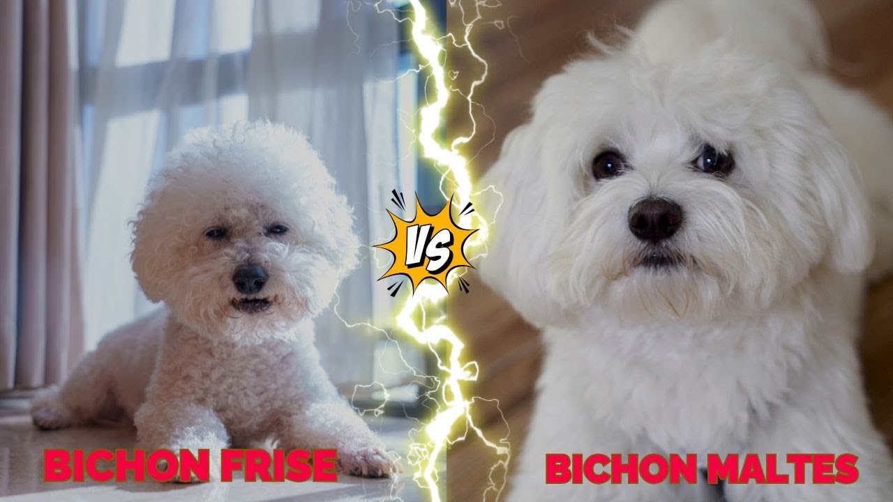 Bichon Frise VS Bichon Maltes