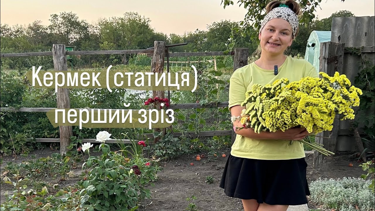 Перший зріз кермеку (статиці), геліхризуму. Сухоцвіти на букети.