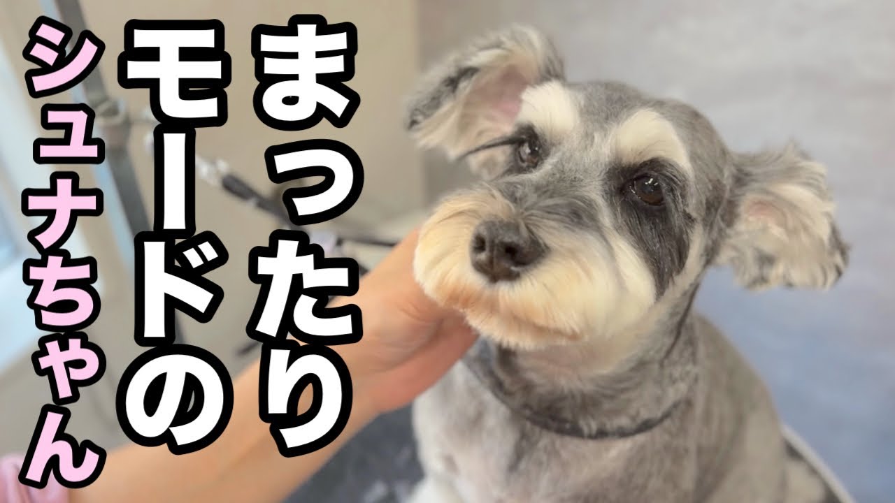 穏やかな気持ちでトリミングを受けるシュナウザー✂️（よもぎちゃん）
