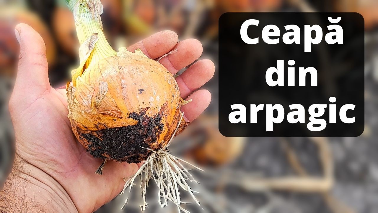 Cresterea Cepei din Arpagic