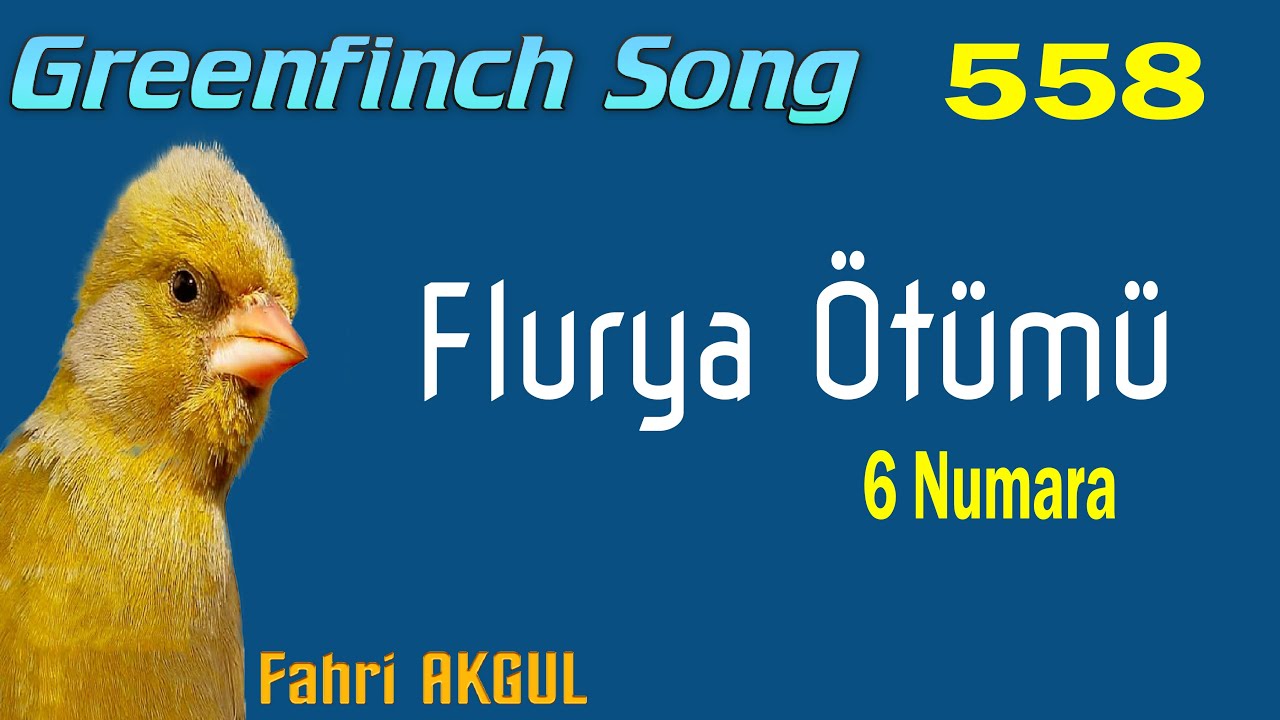 Flurya Kuşu ötümü 558 - 6 numara 25/02/2022