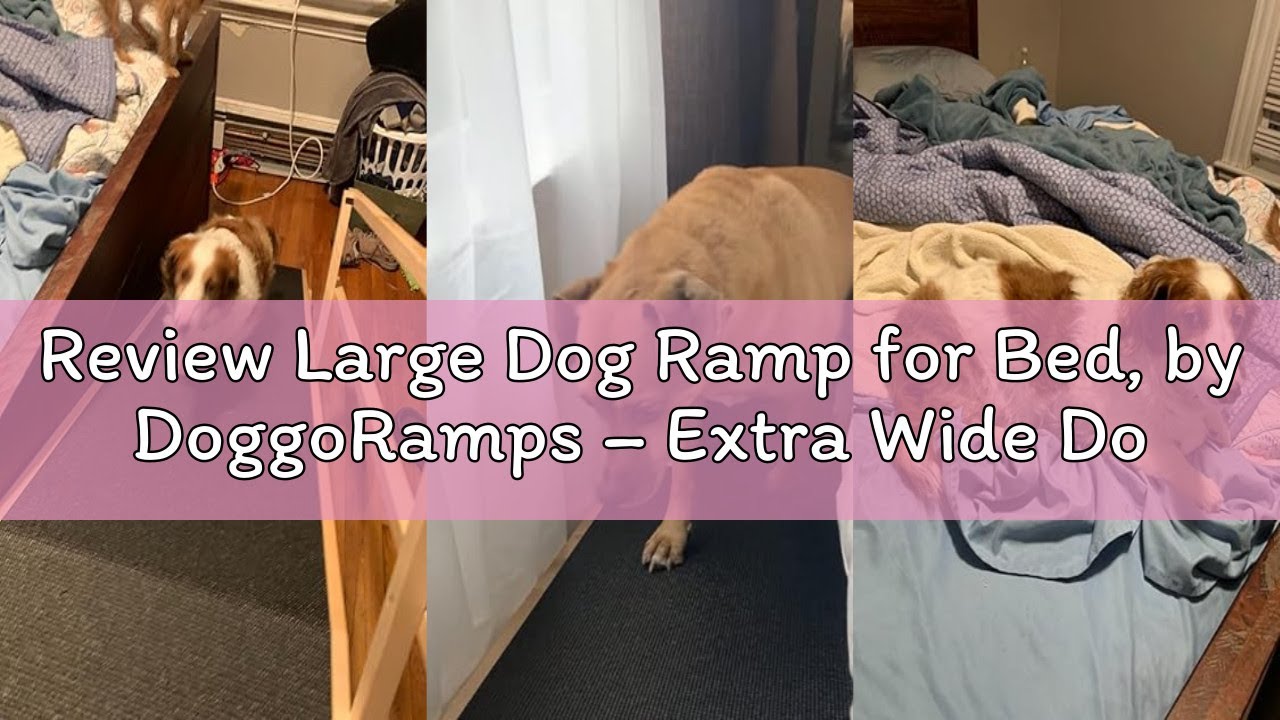 Review Large Dog Ramp for Bed, by DoggoRamps – Extra Wide Dog Ramp for Large Dogs to Get on High Bed