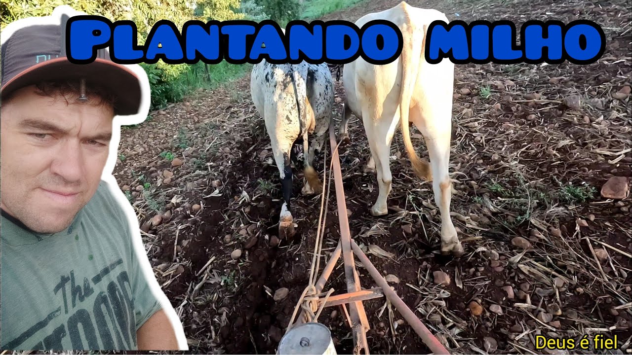 plantei o milho com os bois do vizinho
