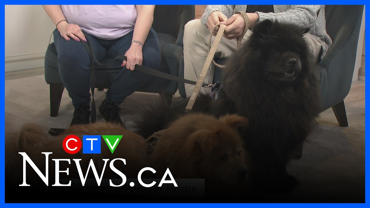 Finding the perfect fit for a pet's forever home