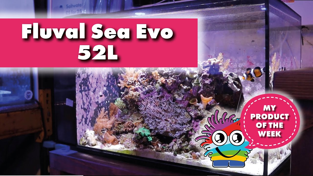 Product of the week. All you need to know about Fluval Evo 52L Aquarium