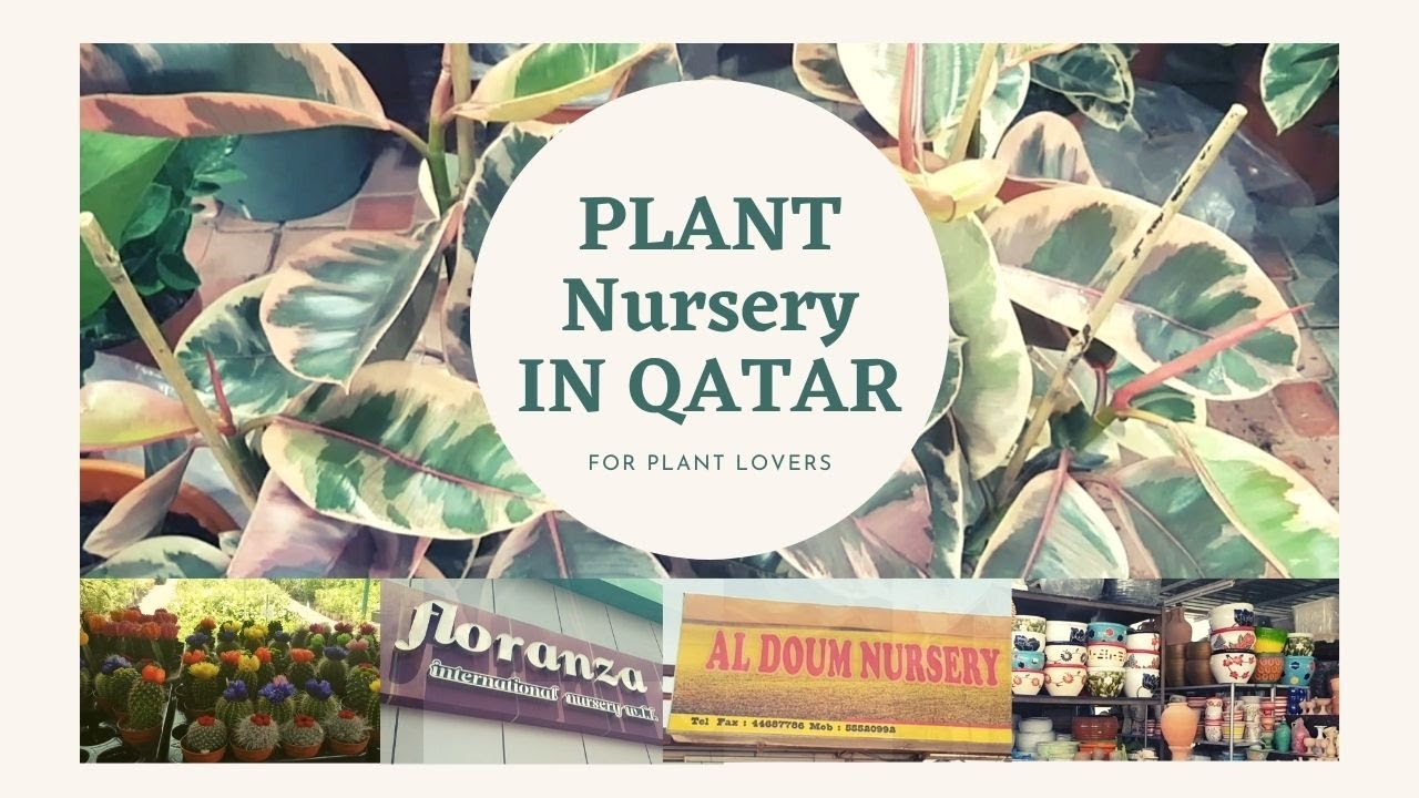 Plant Nursery in Qatar - Floranza and Al Doum Nursery at Abu Hamour
