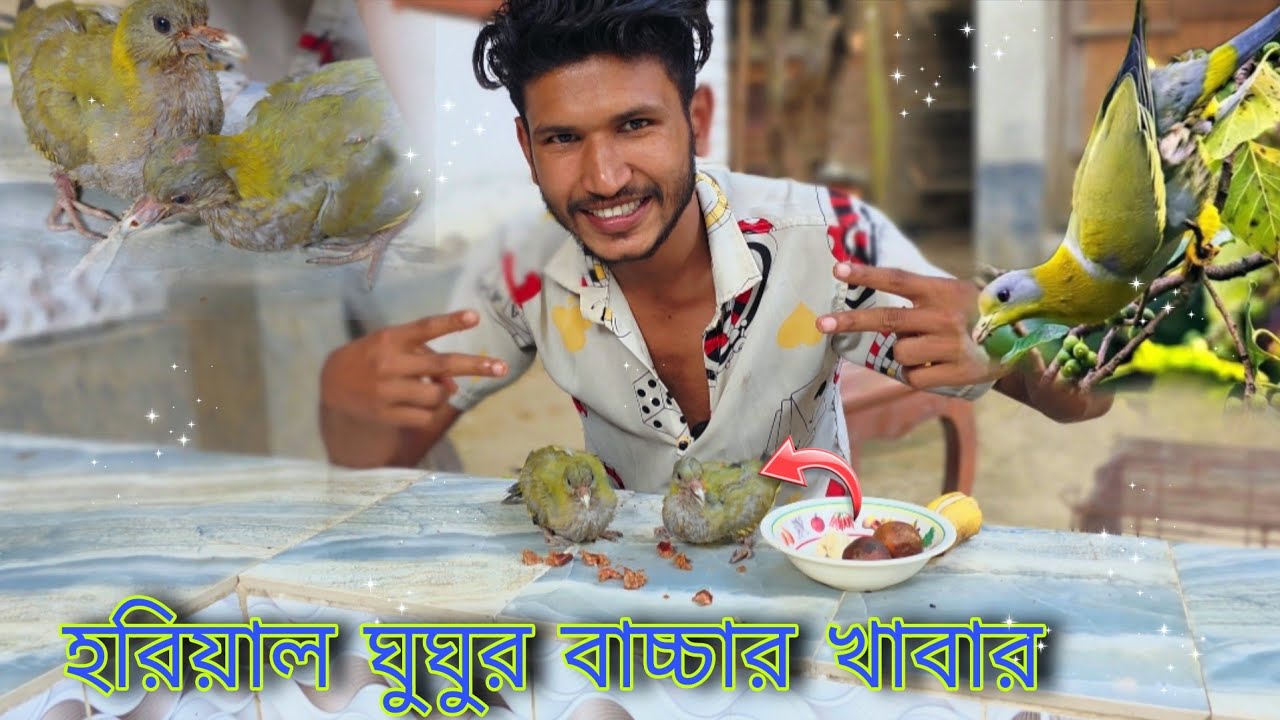 হরিয়াল ঘুঘু পাখির বাচ্চার খাবার খাওয়ানো হচ্ছে // horial gugu pakhir baby