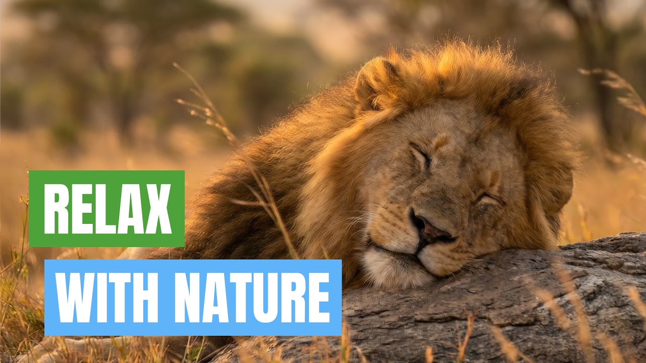 Relax with Sleeping Animals 🐾 | Sleep, Meditation & Stress Relief