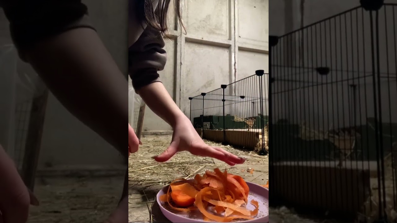 Feed the piggies with me! Don’t forget to ask those questions for my Q&A!