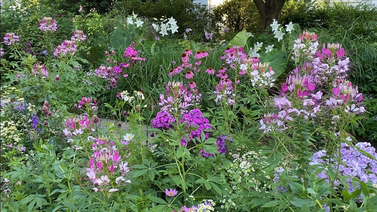 🌸 Sidewalk Garden Tour - Hell Strip Garden 🌸