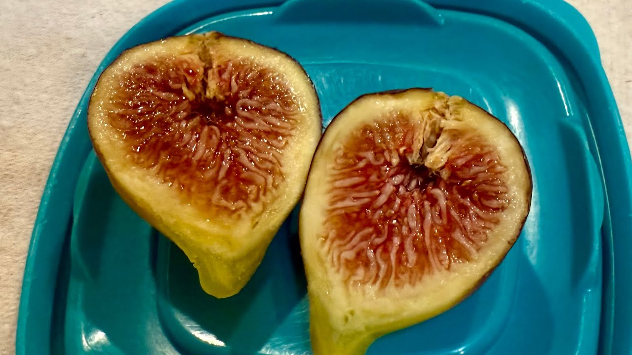 Socorro Black fig July 19th