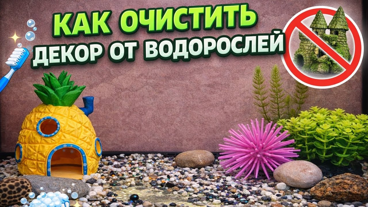 Как очистить декор аквариума от водорослей? Быстро и безопасно!