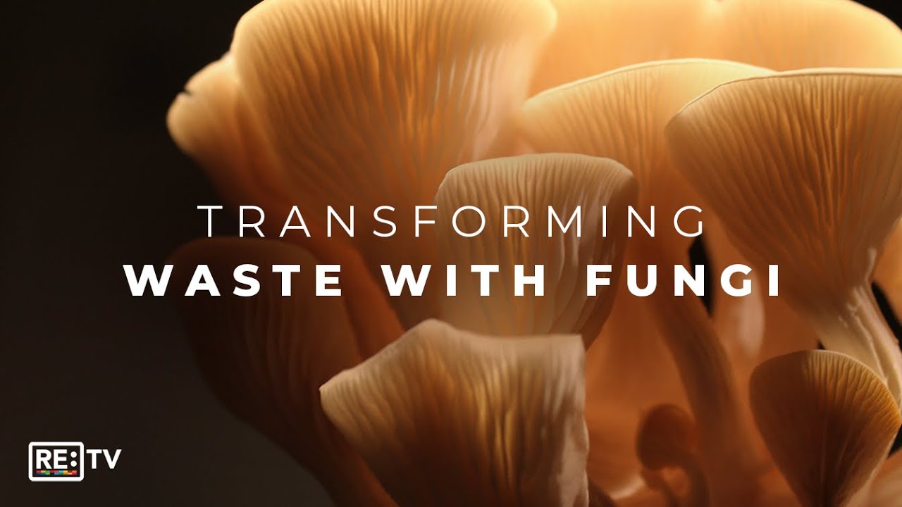 Mycocycle: Training Fungi To Consume Construction Waste