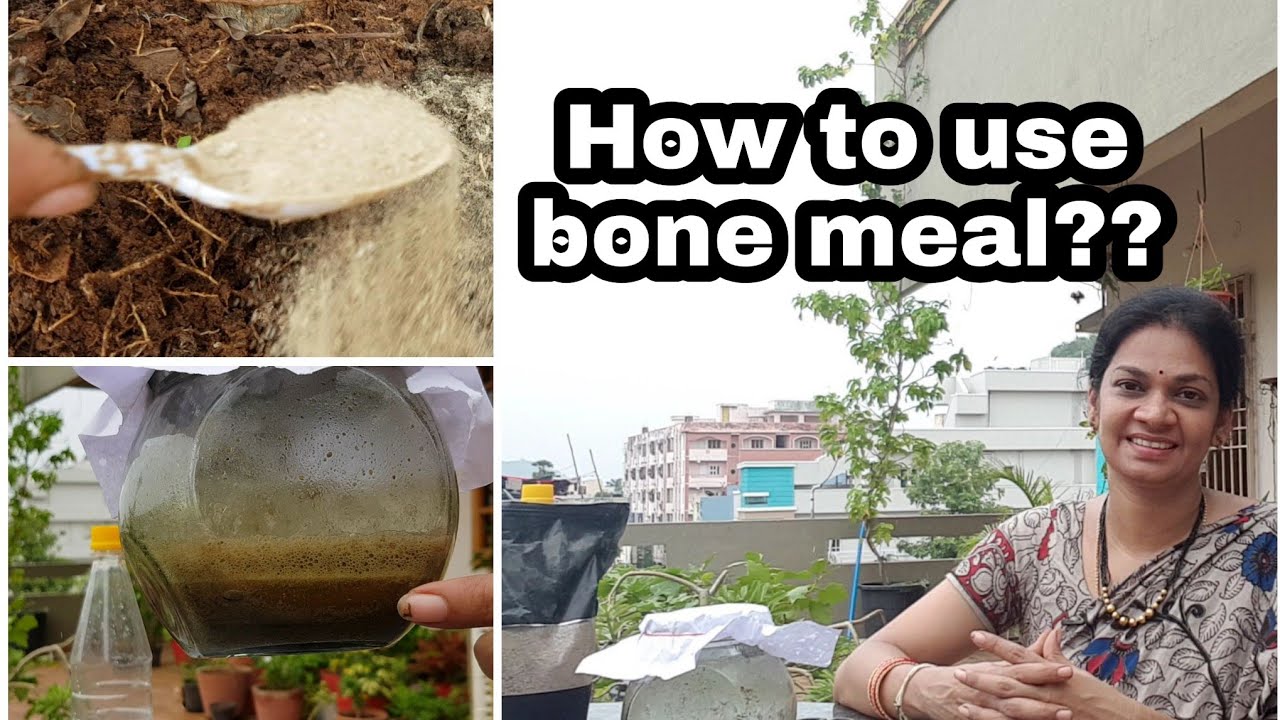 బోన్ మీల్ అంటే ఏమిటి ?ఎలా వాడాలి?What are the  uses of bone meal? #Bonemeal