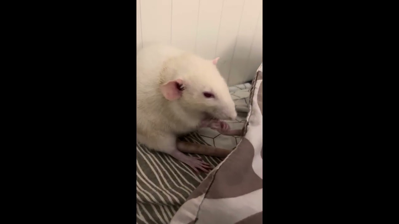 Ratties hanging out in bed🐁🐁