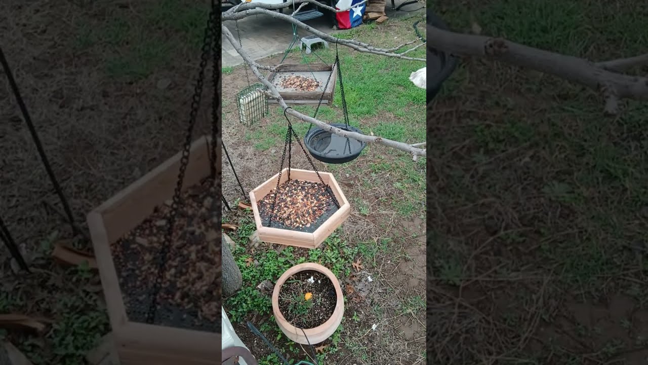 Uvalde bird cam. cloudy day
