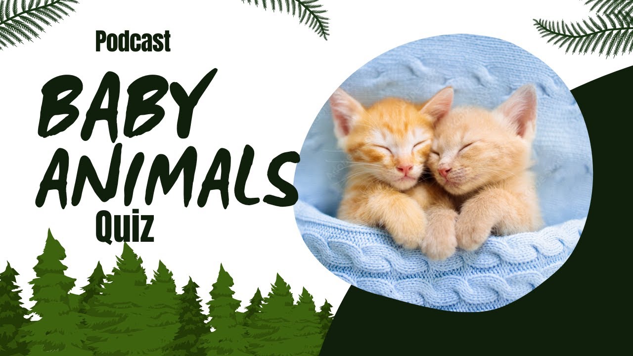 Baby Animal Terms Trivia Pokémon