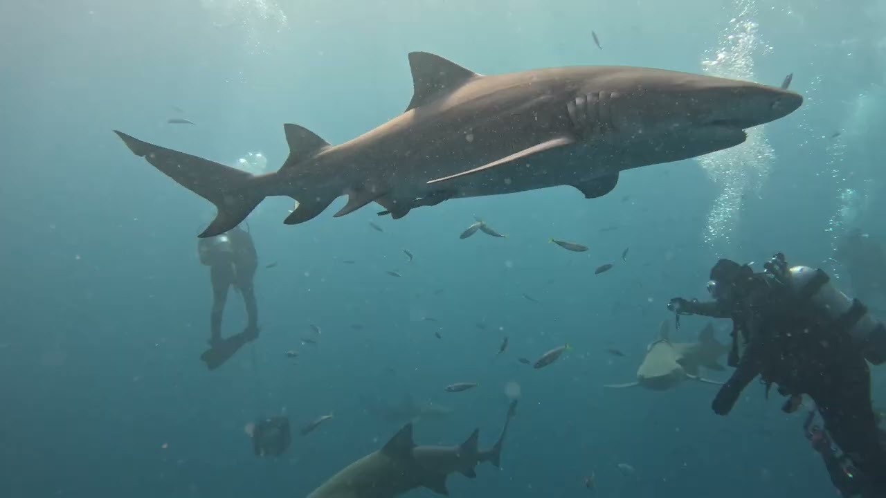 Sharks! Sharks! Sharks! 