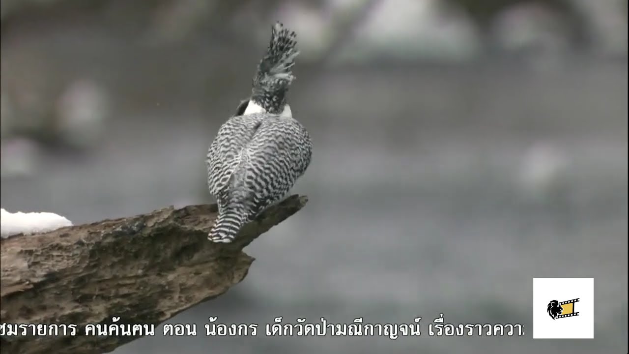 สารคดี ชีวิตสัตว์มหัศจรรย์ : การเอาชีวิตรอดของเหล่านกในแม่น้ำที่ไม่เคยแข็งตัวแห่งฮอกไกโด