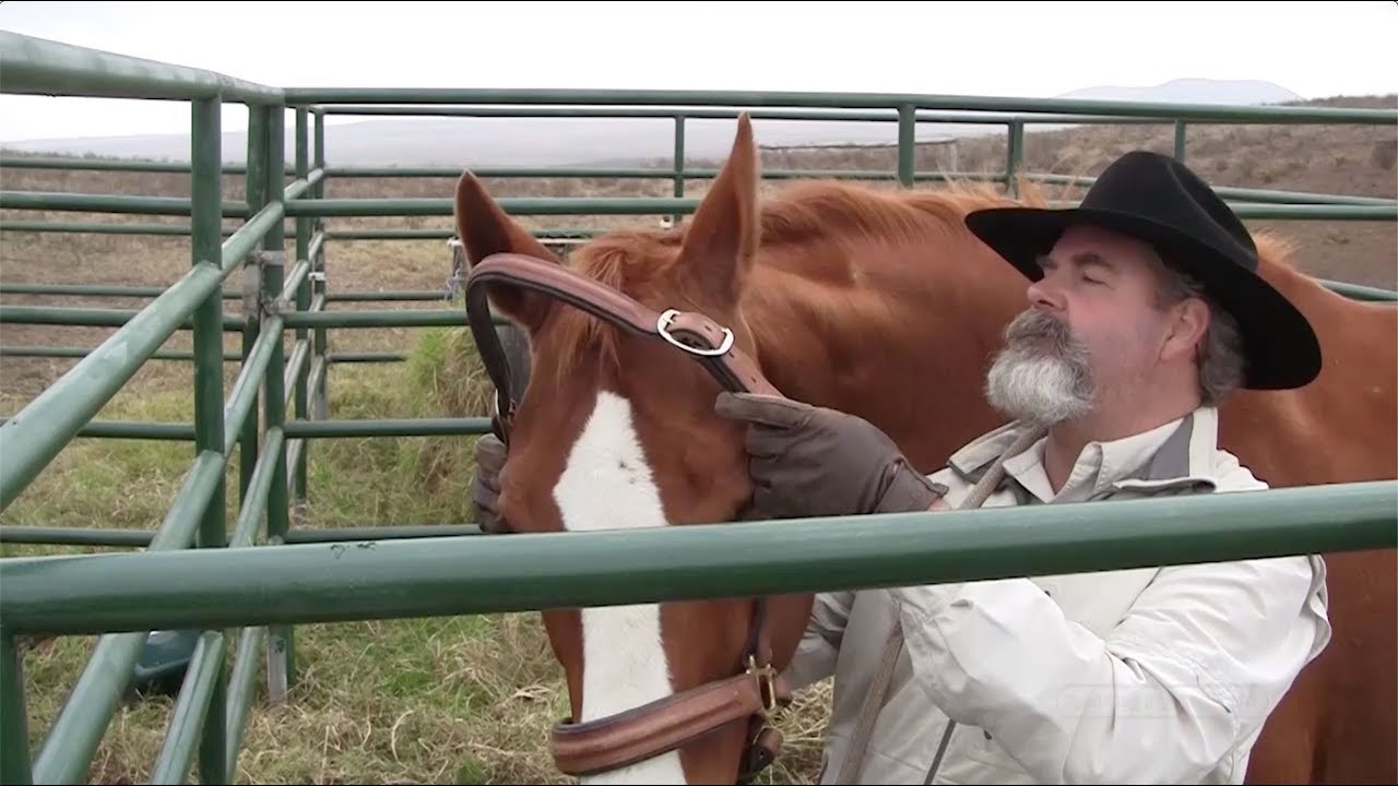 Learn To Ride Horses with Horseman Lester Buckley, How To Halter