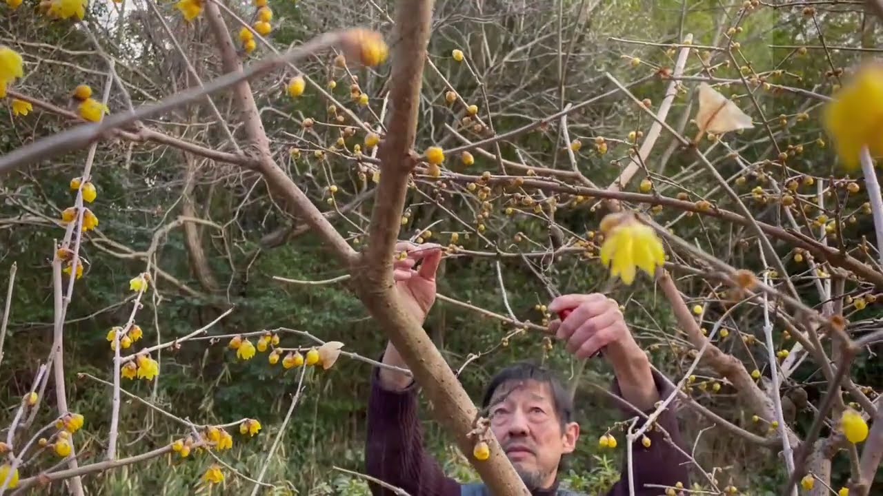 信楽焼 陶芸家  藤本 秀 PV   Ceramic Artist  Hide Fujimoto