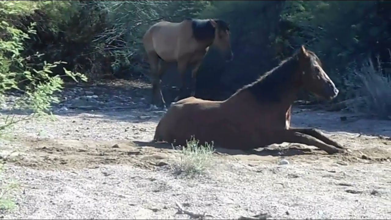 SALT RIVER WILD HORSES - ROLLING IN THE SAND