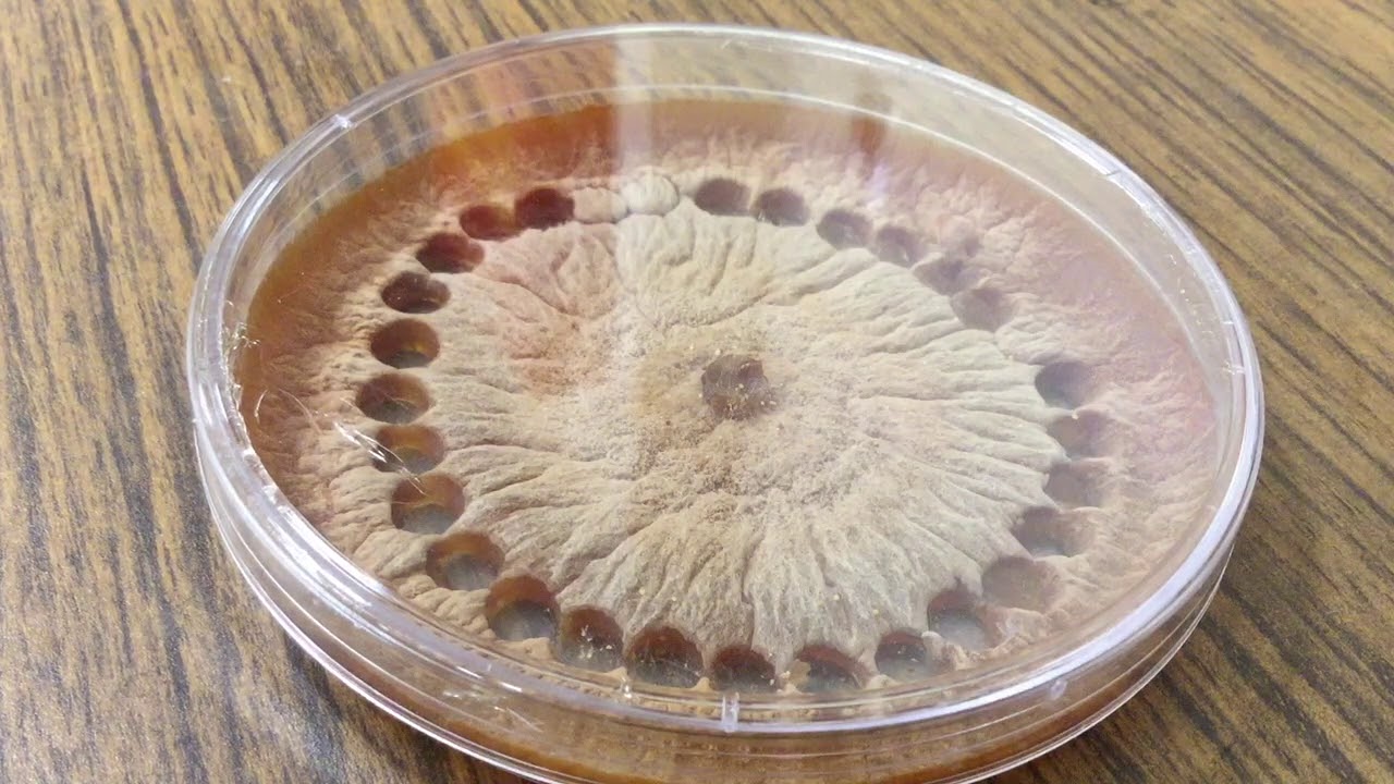 The Study of White Mold &ndash; Dr. Sydney Everhart