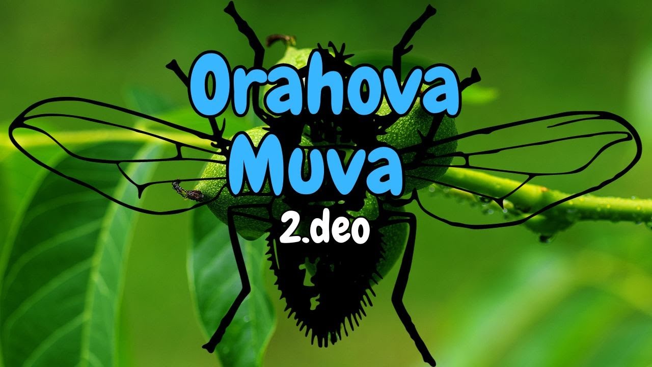 Orahova muva 2.deo