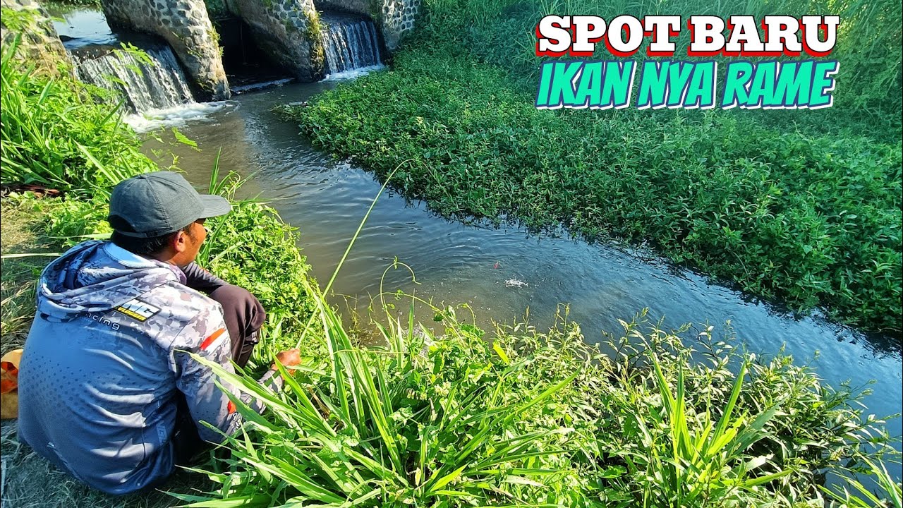 Mancing Di Sungai pinggir Sawah Menggunakan Umpan Lumut sawah Halus