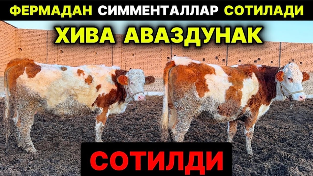 ❌ТЕЛ ҚИЛМАНГ !!! СОТИЛДИ.  СИММЕНТАЛ СИГИР ВА ҒУНАЖИНЛАР СОТИЛАДИ ХИВА АВАЗДУНАК