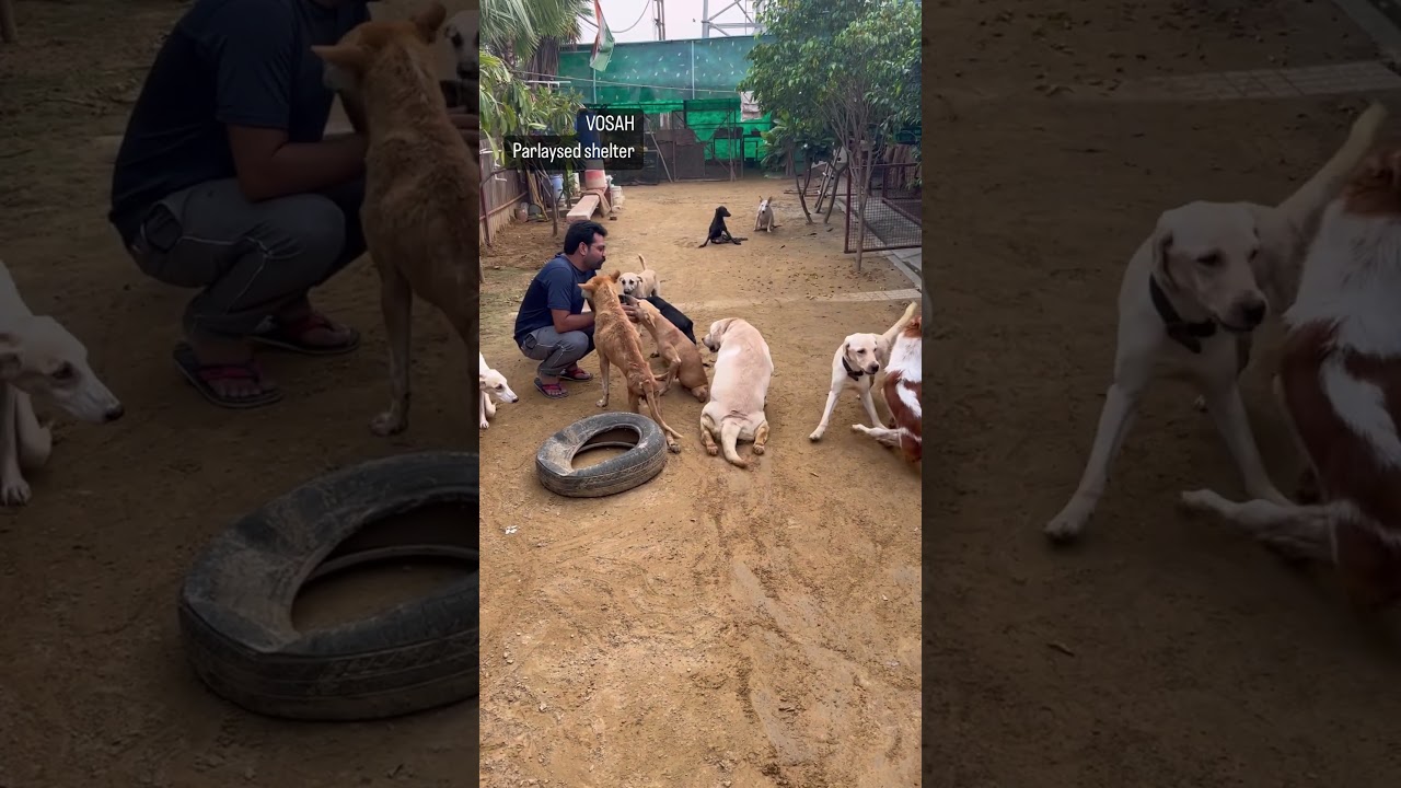 Help #paralyseddog #vosah