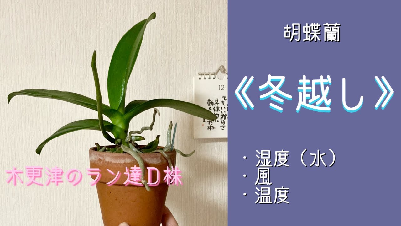 2023年11月28日　②胡蝶蘭の《冬越し》　温度・湿度・風　今回は【湿度・水】について　水やり　木更津のラン達Ｄ株