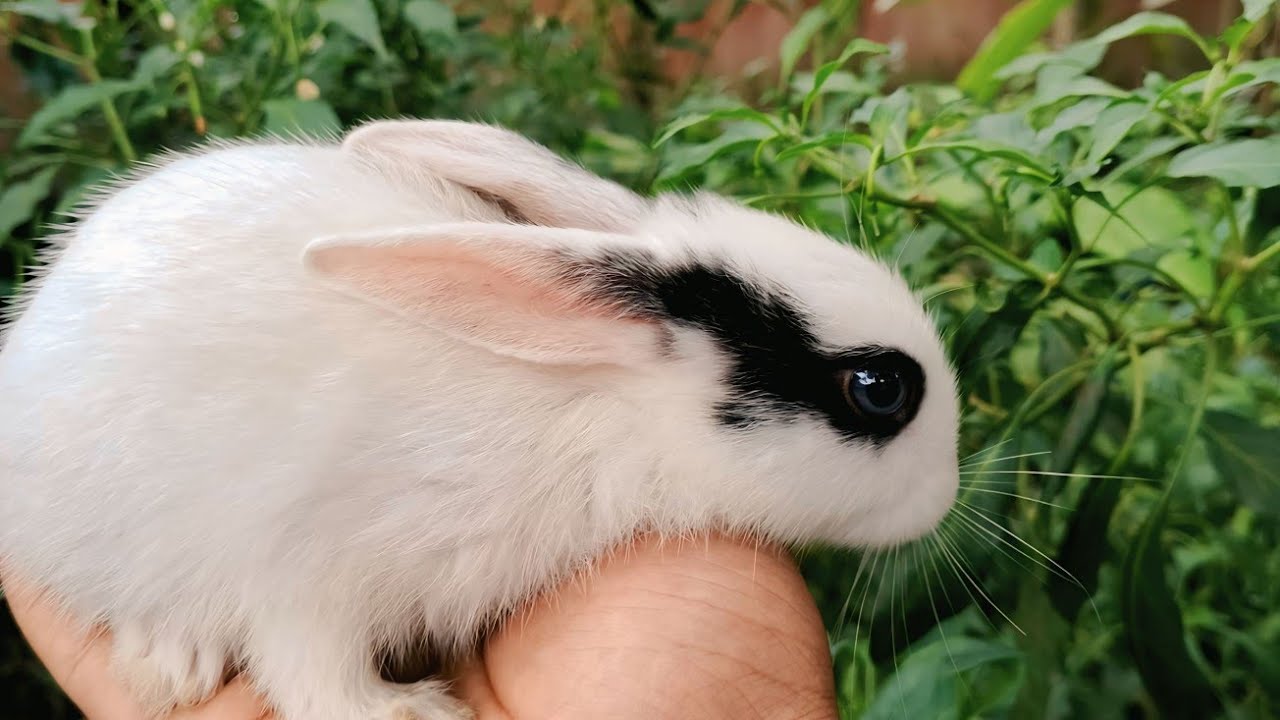 Rabbit video 🐇🐰