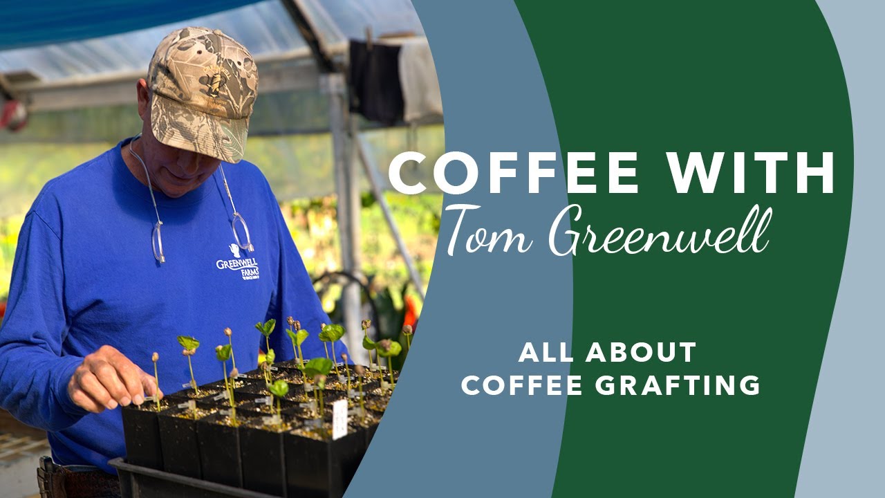 Coffee with Tom Greenwell Episode 3: All About Coffee Grafting