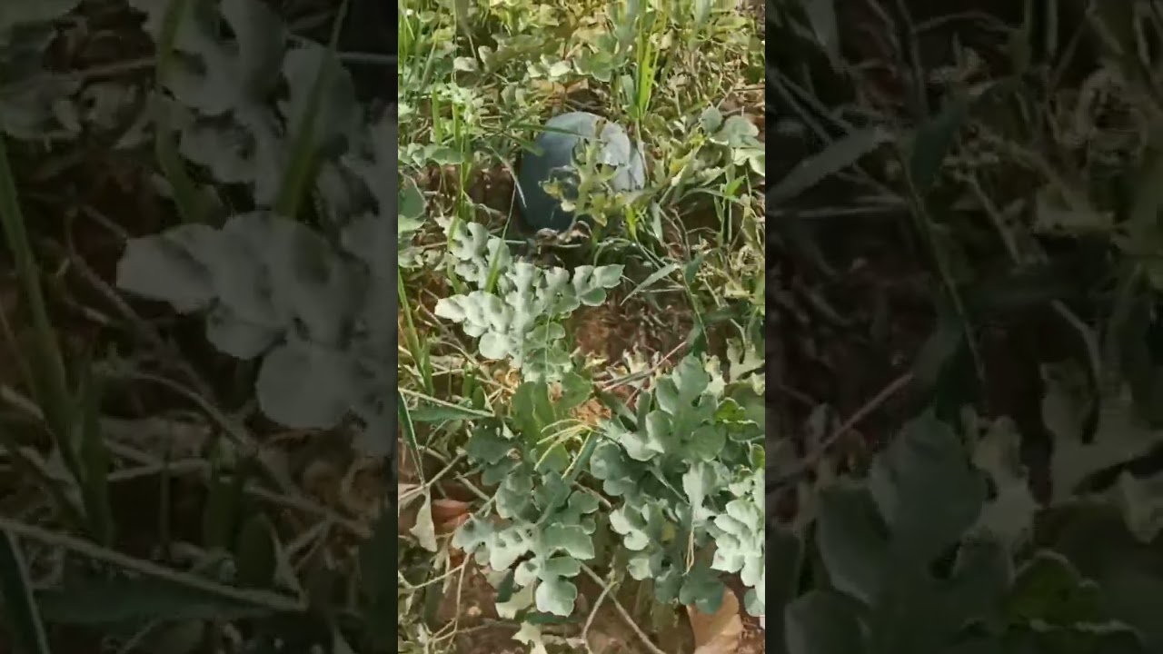 watermelon 🍉🍉 ।। #watermelon #viral #tarbooj #shorts #trending #ytshorts