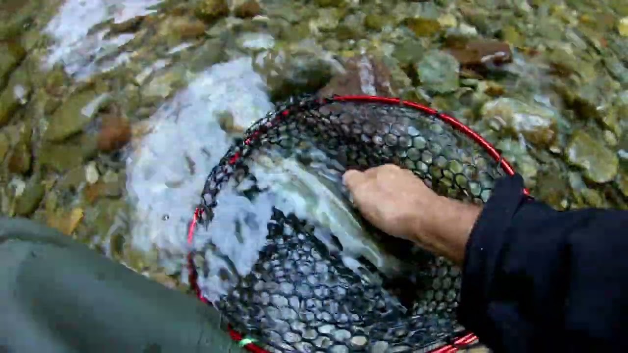 Spinning trota  native alta val Trompia